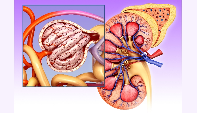 In IgA nephropathy, IgA gets deposited in the mesangium of the kidney