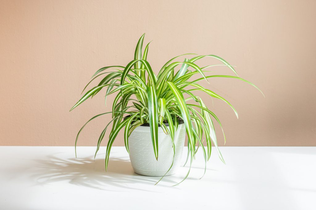 Spider plants - a indoor plant that add moisture to our room air
