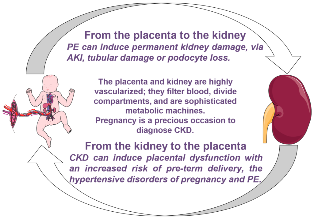 Kidney and placenta