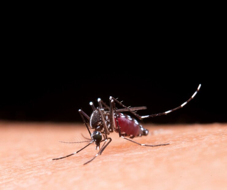 Ades mosquitoes for dengue