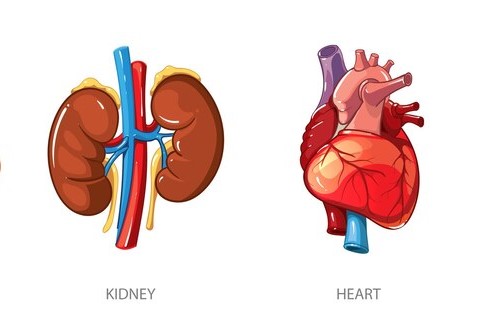 Linking Heart health and Kidney function