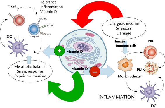 activity of vitamin D as a pro-survival molecule